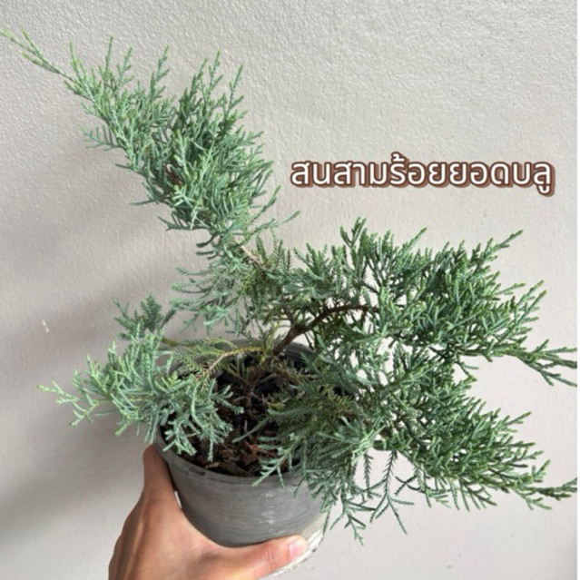 สนสามร้อยยอดบลู - Juniperus x media ‘van melle’