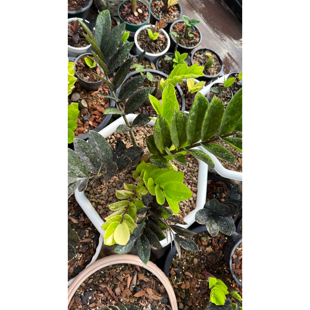 กวักมรกตดำด่างชมพู❤️❤️ส้ม🧡🧡(มีรากแล้วทุกใบ) ใบดำในกอด่าง เชื้อด่าง 100% คัดเฉพาะใบสีดำ ตัดแยกในกอด่าง ❤️❤️❤️🧡🧡🧡🧡🍒🍒🍒🍒 - รูปที่ 4