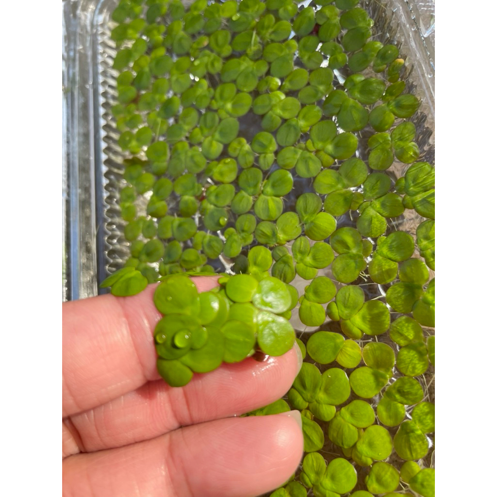 แหนเป็ดใหญ่ เขียวสดสวย ไม้น้ำใส่อ่างบัวเลี้ยงปลา