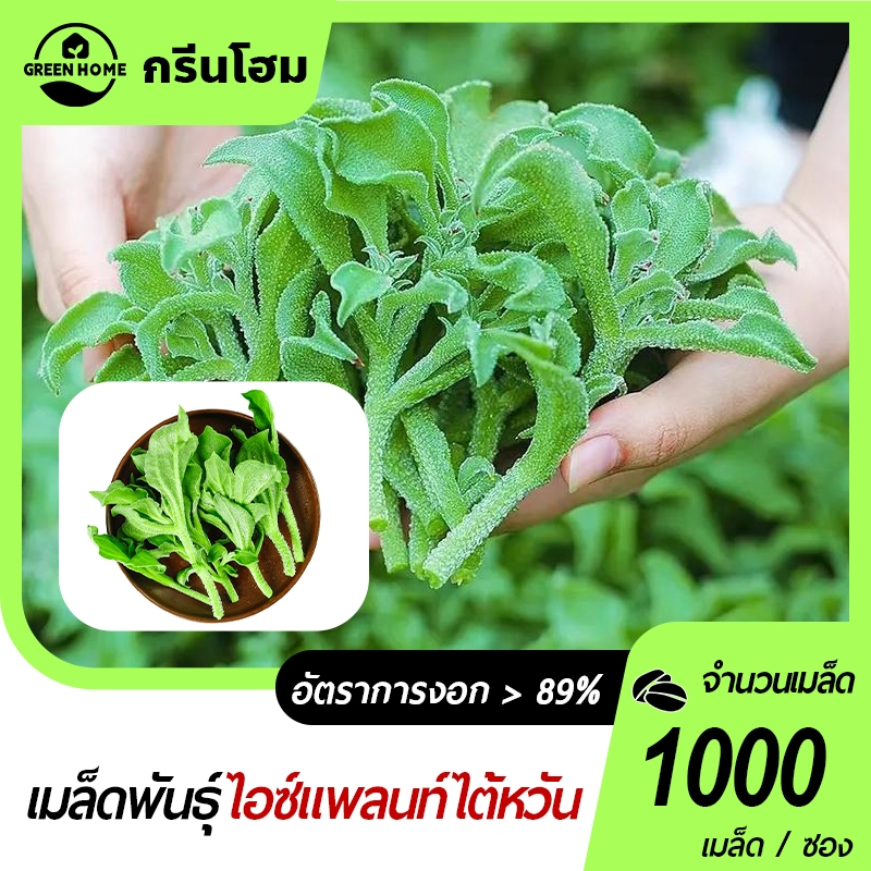 1000 เมล็ดไอซ์แพลนท์🎯นำเข้าจากไต้หวัน📌งอกง่าย🌱อยู่ได้หลายปี🌱ทานอร่อย 🍀ประโยชน์เยอะ
