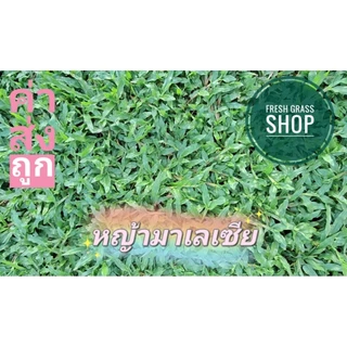 หญ้ามาเลเซีย 5 ตารางเมตร (10 แผ่น) สดจากไร่ 50×100 ซม./แผ่น หญ้าจริง หญ้าสนาม หญ้าจัดสวน