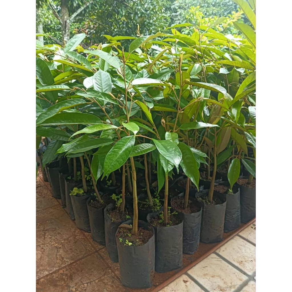 ต้นทุเรียนหมอนทองเสียบยอดถุงเบอร์ 7🌳