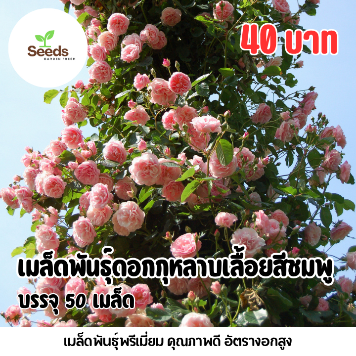เมล็ดพันธุ์ ดอกกุหลาบเลื้อยสีชมพู บรรจุ 50 เมล็ด