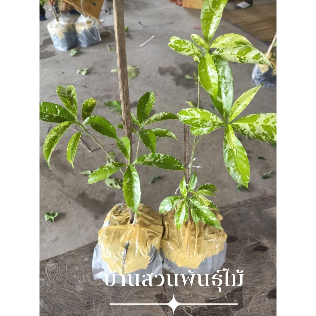 ต้นพุดกังหัน ใบด่าง ลานหินอ่อน ต้นกิ่งชำ สูง 30 ซม. จัดชุด 2 ต้น