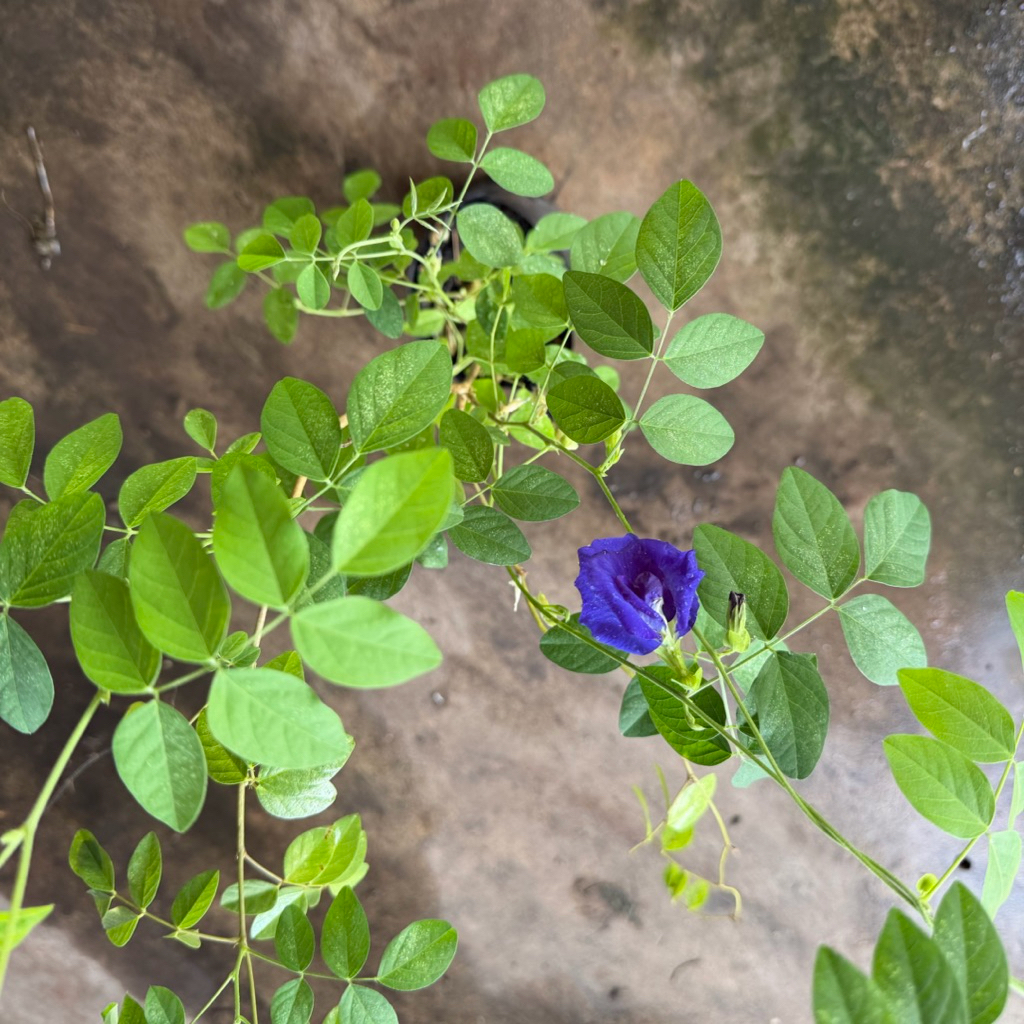 รวมสมุนไพร ดีปลาช่อน ดีปลี รางจืด อัญชัน หญ้าหวาน มิ้น มะแว้ง และอื่นๆ ในถุงดำ 3.5 x 7 นิ้ว - รูปที่ 4