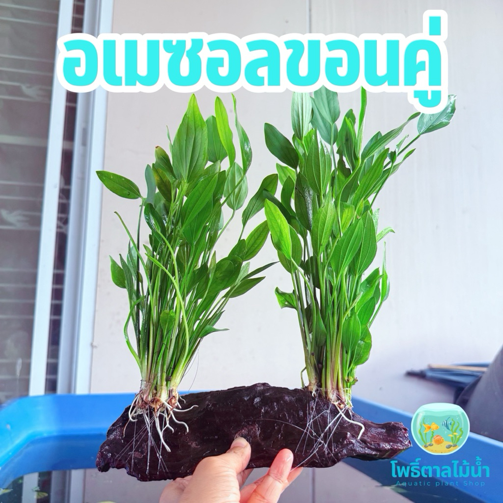 อเมซอนพันขอนคู่ 2 กอ ขนาดประมาณ 25-30 cm #อเมซอน #ต้นไม้น้ำ #ตกแต่งตู้ปลา #ตกแต่งอ่างปลา