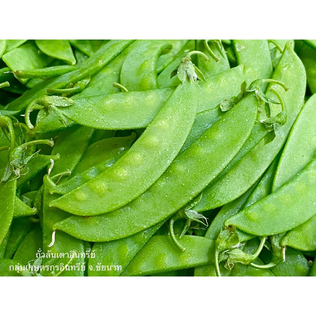 ถั่วลันเตาอินทรีย์ น้ำหนัก  250 กรัม กรอบ สด