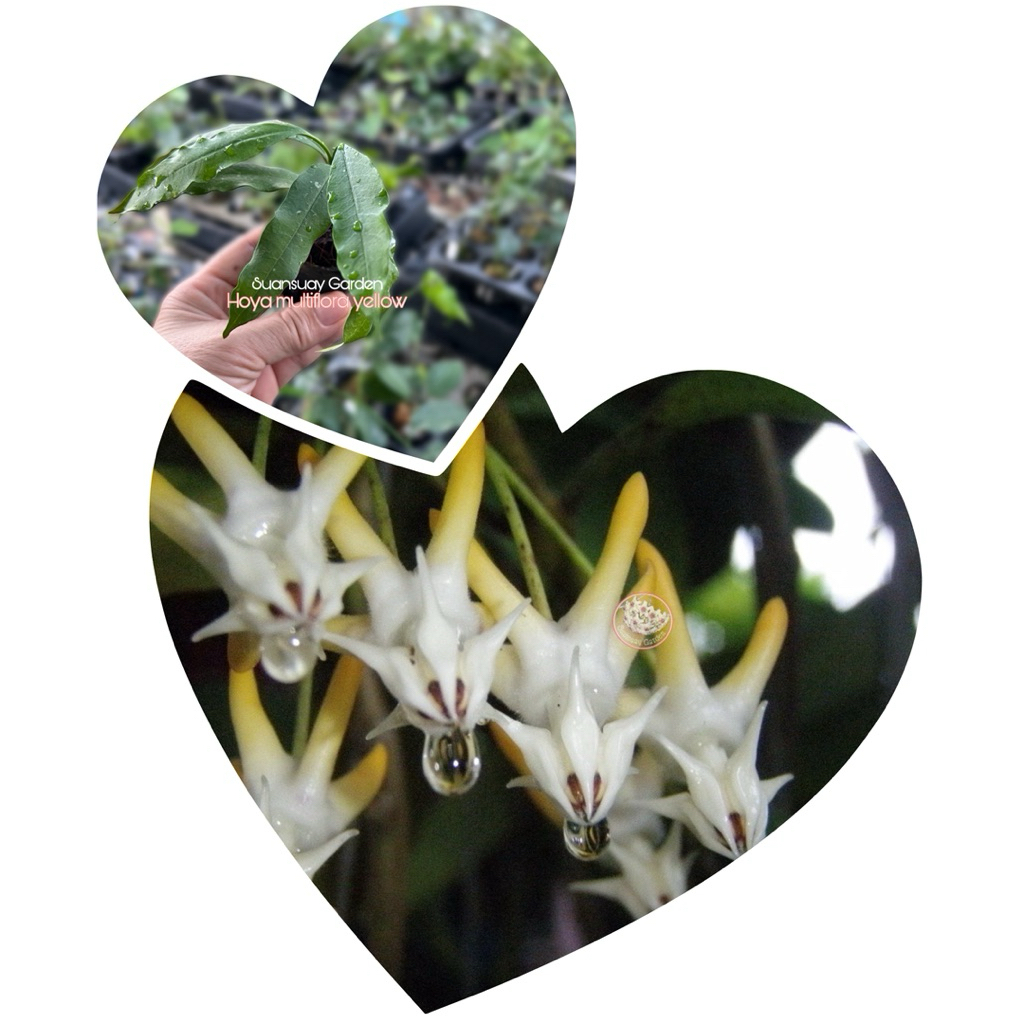 Hoya multiflora yellow โฮยาลูกศรเหลือง โฮยาออกดอกง่าย เลี้ยงง่ายโตเร็ว