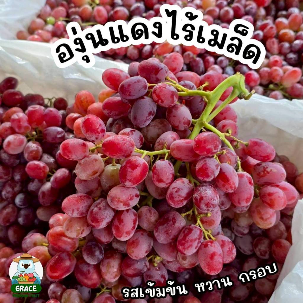 องุ่นแดงไร้เมล็ด 🍇 นำเข้า ตะกร้า 4 kg. รสจัดจ้าน หวานกรอบ ส่งแช่เย็น 0-8 องศา