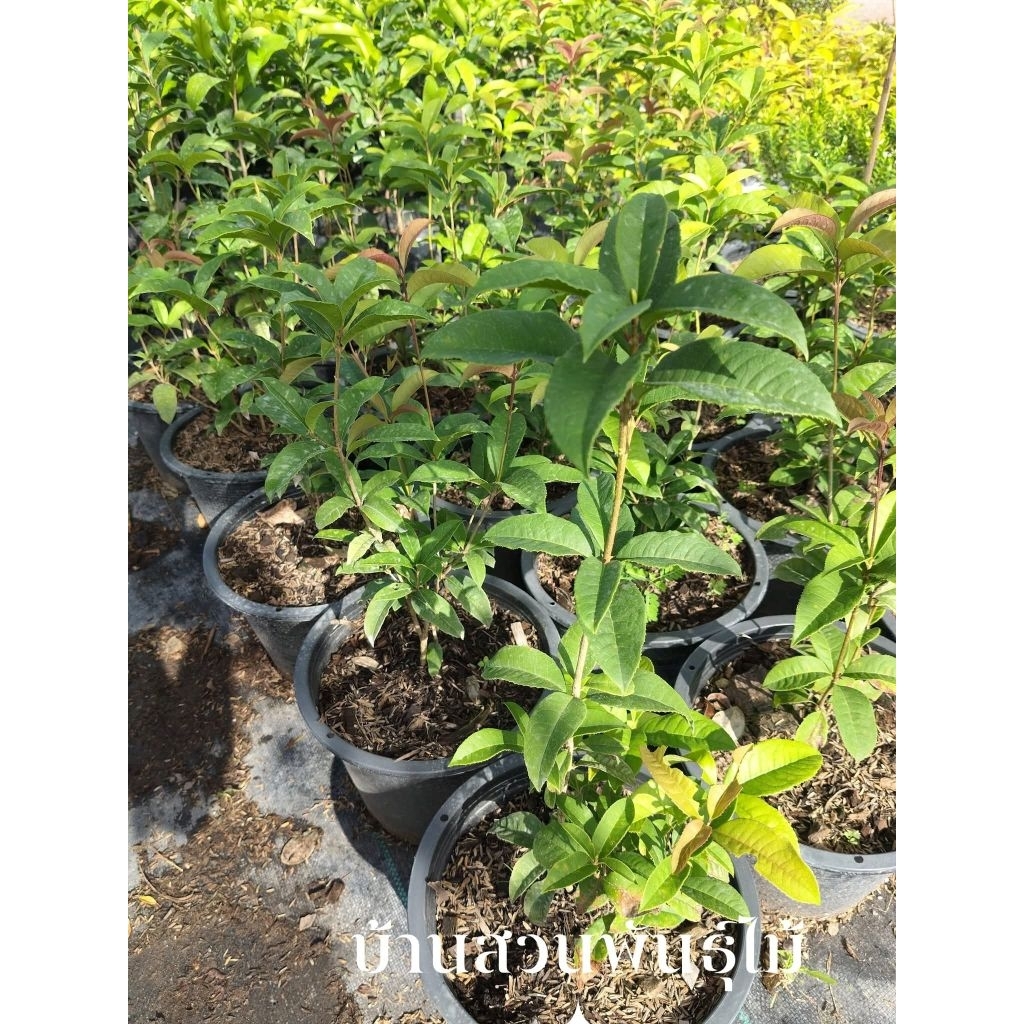 ต้นหอมหมื่นลี้ ดอกสีขาว ต้นกิ่งชำ 4-50 ซม. แบบพุ่ม กระถาง 10 นิ้ว