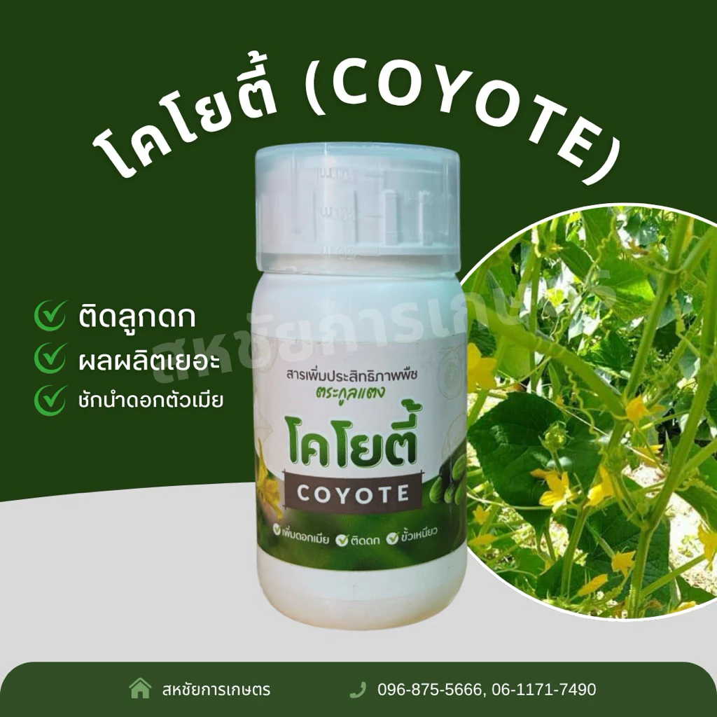 โคโยตี้ coyote ขนาด 200 cc | สารชักนำดอกเพศเมียในพืชตระกูลแตง | แตงลูกดก