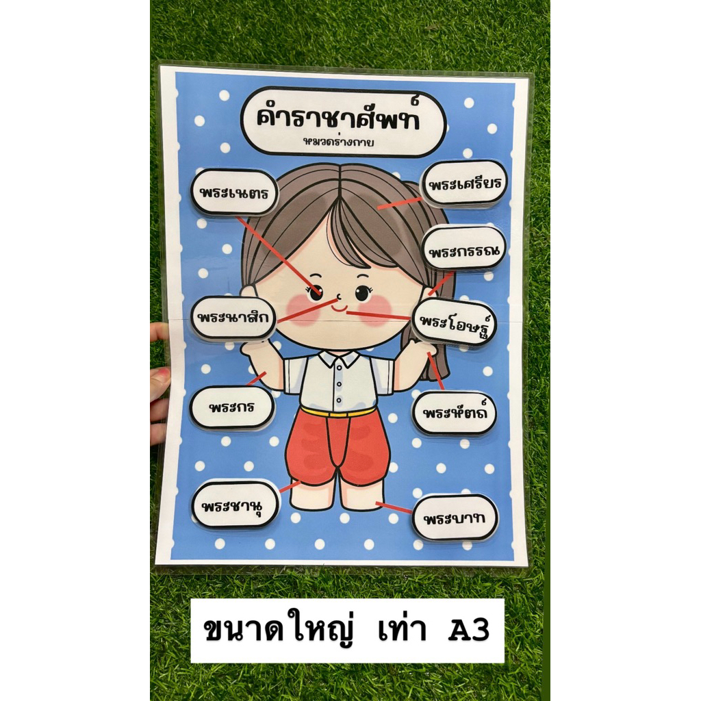 สื่อการสอนคำราชาศัพท์ หมวดร่างกาย