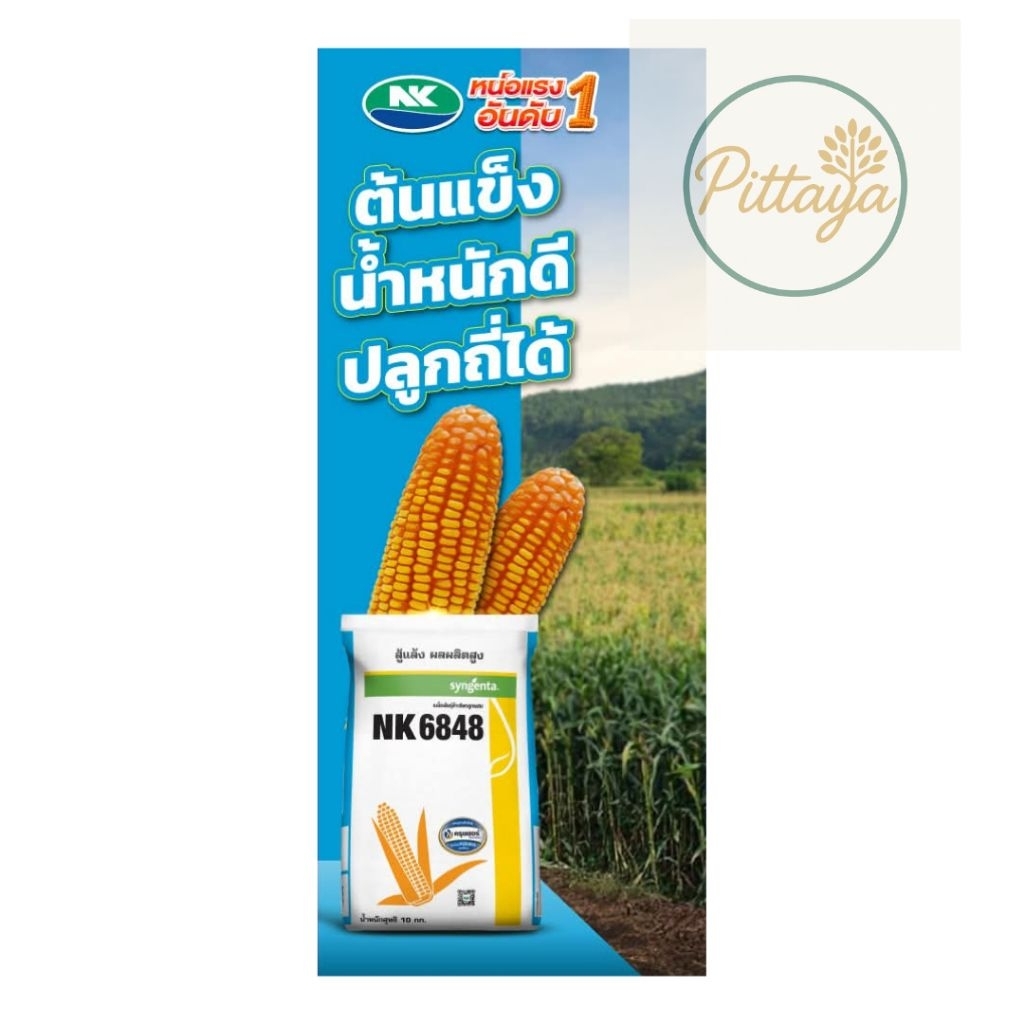 เมล็ดพันธุ์ข้าวโพด NK6848 ขนาด 10 กิโล
