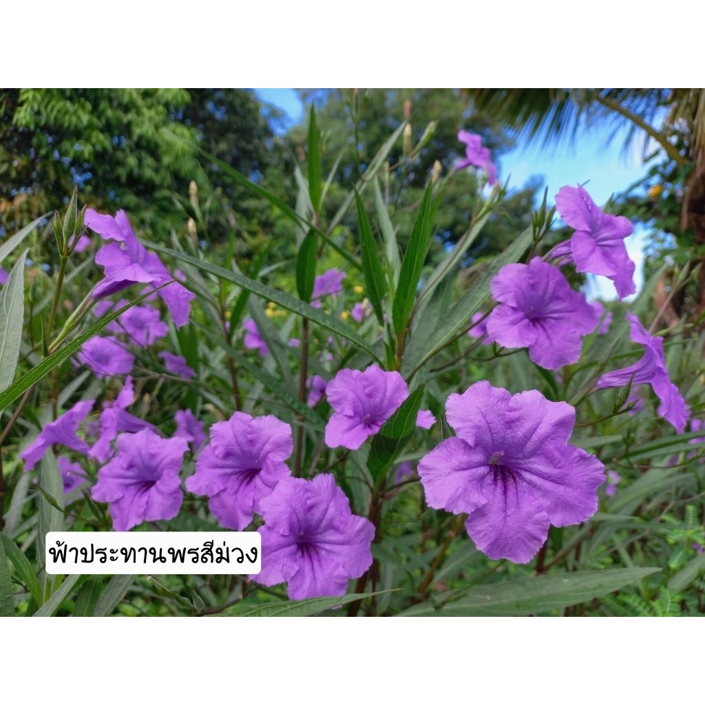 ต้นดอกฟ้าประทานพรสีม่วง 1 ต้นถุงดำ ไม้มงคล ดอกสีม่วง🌷🌷🌷