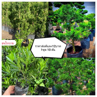 สนใบพายราคาส่ง1ชุด10ต้น10ถุงดำ