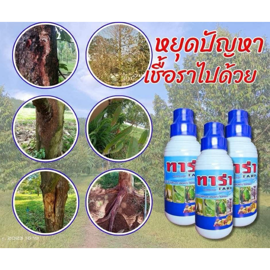 ทาร่ายาทุเรียน 1ลิตร ป้องกัน รักษาเชื้อราในทุเรียน