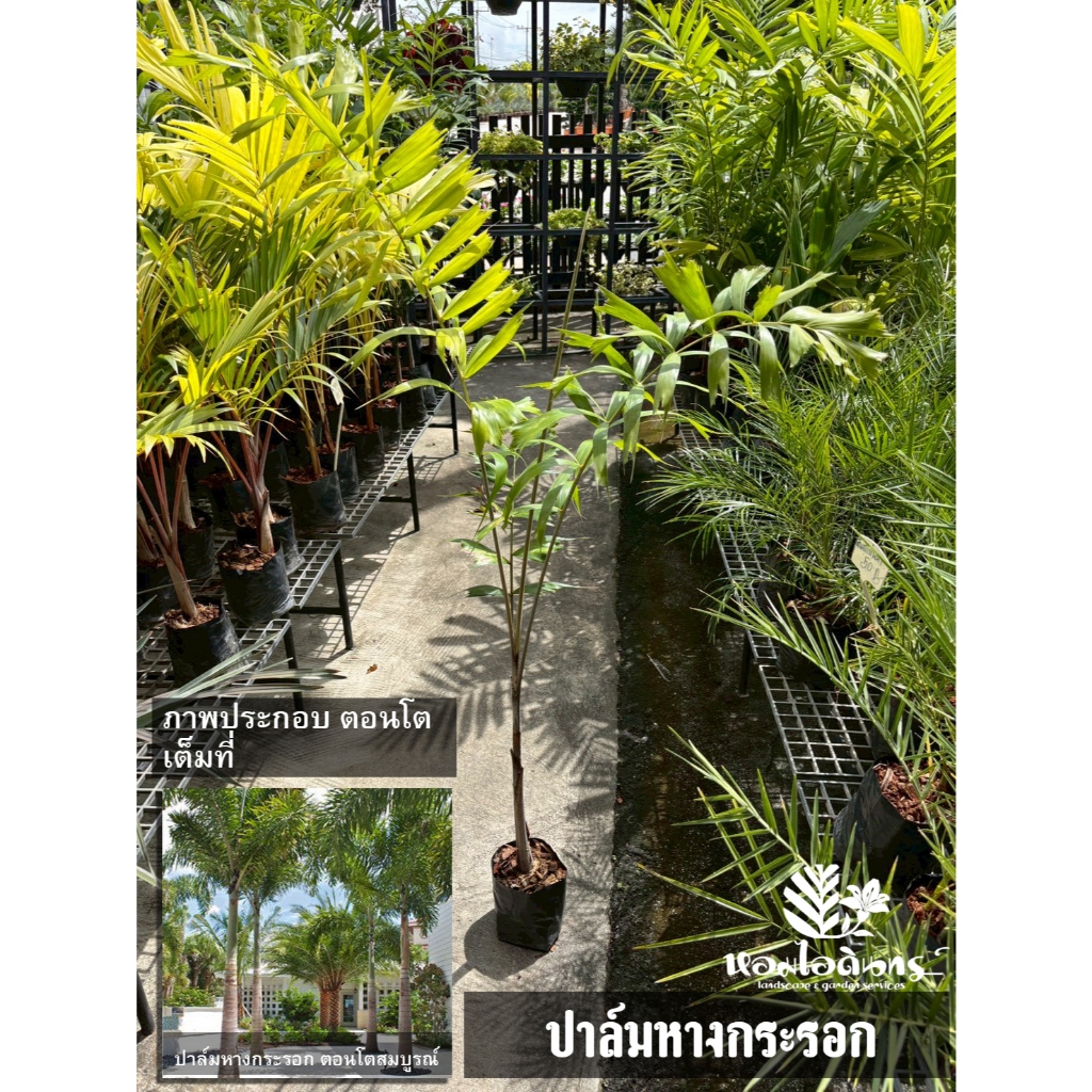 ปาล์มหางกระรอก ได้ต้นสูงๆ อวบๆ รากเต็ม