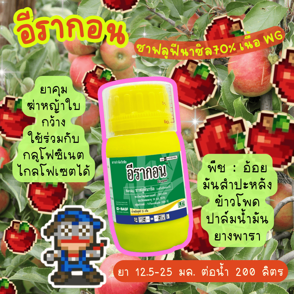 อีรากอน 25 กรัม ซาฟลูฟีนาซิล บาก้า ยาคุมฆ่าหญ้าใบกว้าง ในไร่อ้อย มันสำปะหลัง ข้าวโพด ยางพารา