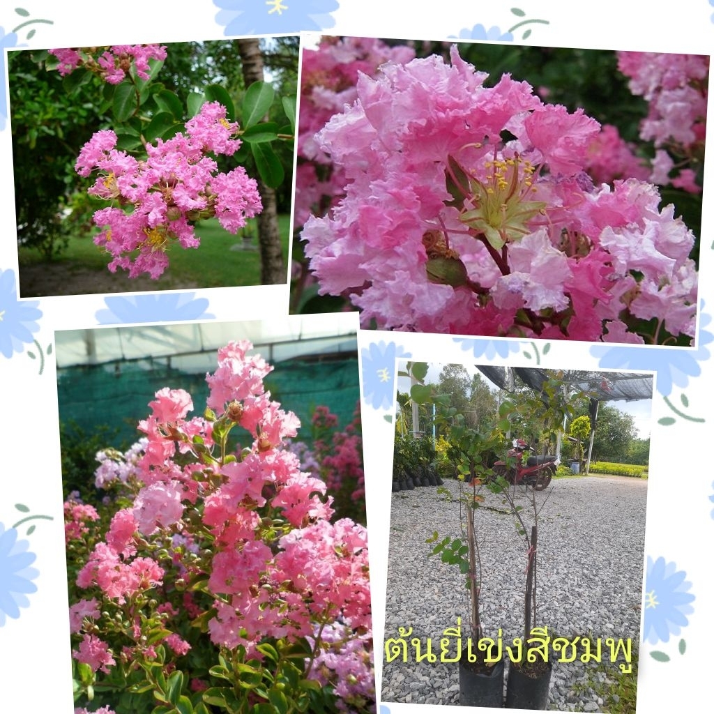 ต้นยี่เข่งสีชมพูแบบกิ่งตอน