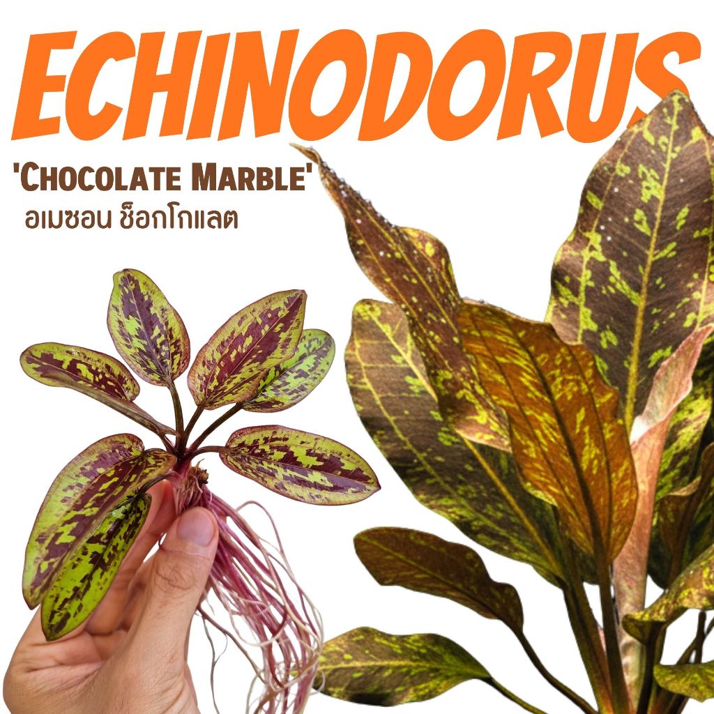🍫 Echinodorus 'Chocolate Marble' (อเมซอนช็อกโกแลตมาร์เบิ้ล) | ไม้น้ำหายาก สีสวย ไม่ซ้ำใคร!