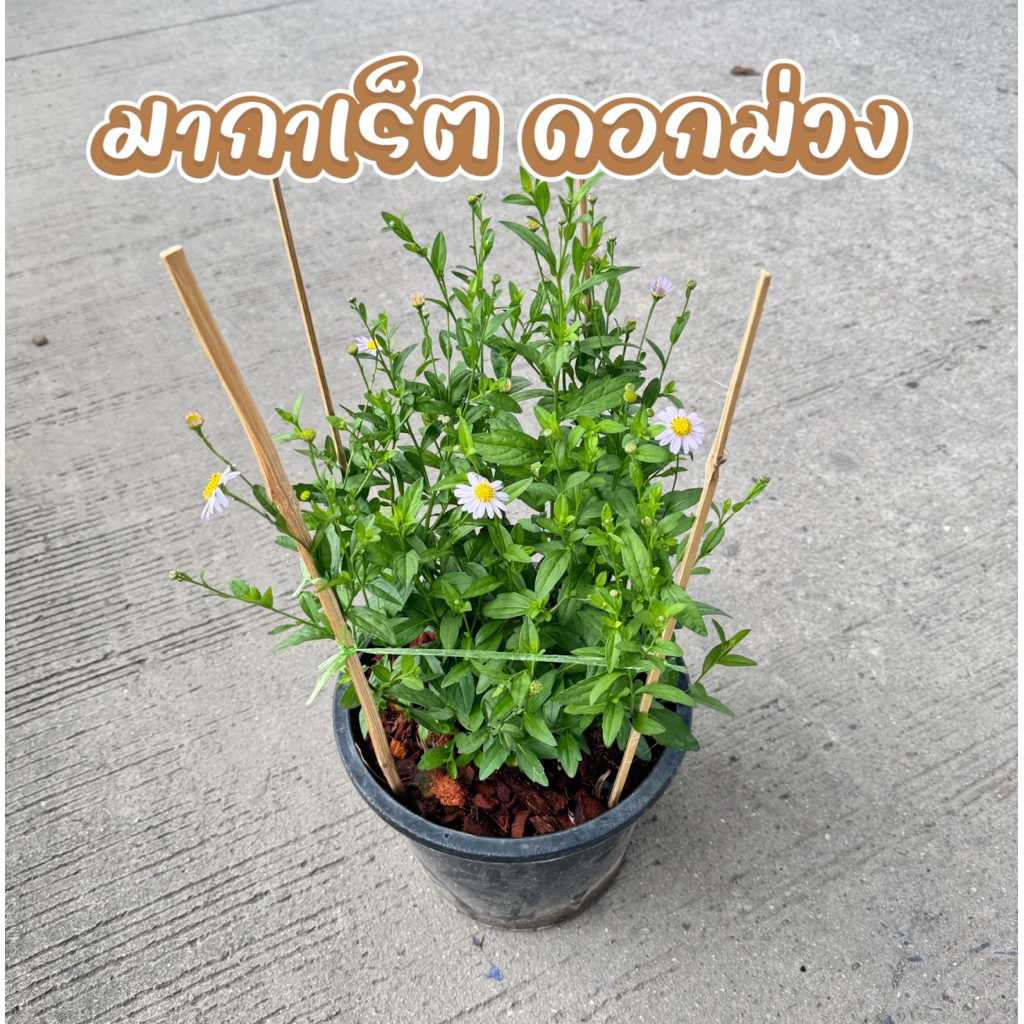 ต้นมากาเร็ต ดอกสีม่วง กระถาง 10 นิ้ว