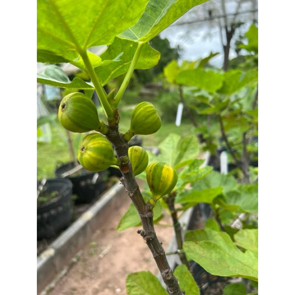 กิ่งสด มะเดื่อฝรั่ง (สำหรับปักชำ-ติดตา-เสียบยอด) รวมสายพันธุ์ เลือกซื้อใน “ตัวเลือกสินค้า”