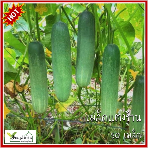 50 เมล็ด แตงร้าน เมล็ดแตงร้าน (ขยายพันธุ์ต่อได้) เมล็ดแตงกวา แตงกวา