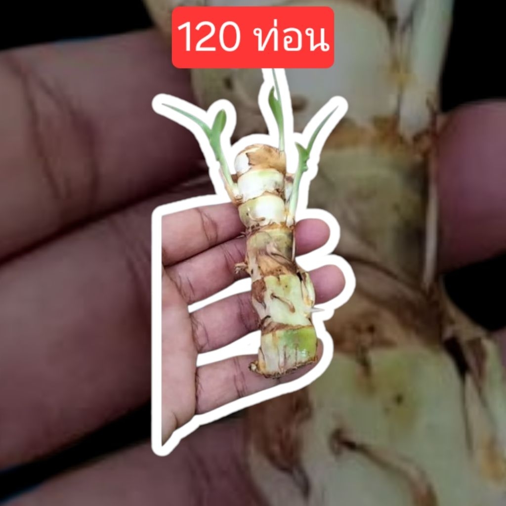 120 ท่อน ท่อนพันธุ์หญ้าหวานอิสราเอล มีโปรตีนสูง ปลูกได้ทุกพื้นที่