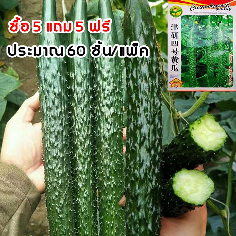 [ซื้อ 5 แถม 5 ฟรี]! เมล็ดแตงกวาญี่ปุ่น 60เมล็ด Cucumber ปลูกง่าย อัตรางอกสูง ผลผลิตสูง เมล็ดแตงกวา เมล็ดพันธุ์ผัก