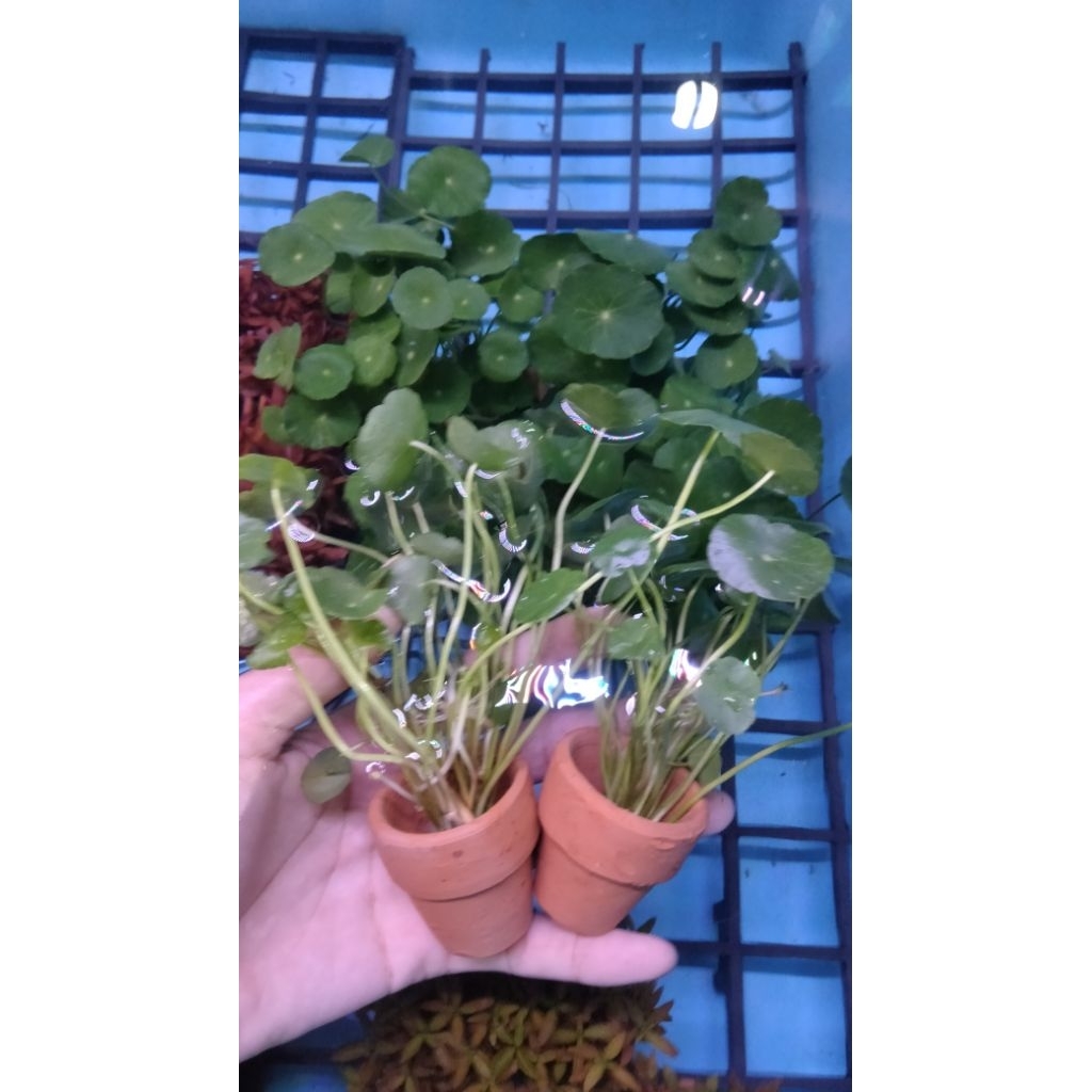 ต้นไม้น้ำแว่นแก้วไม่ใช้ CO2 พร้อมกระถาง 4กระถาง100บาท