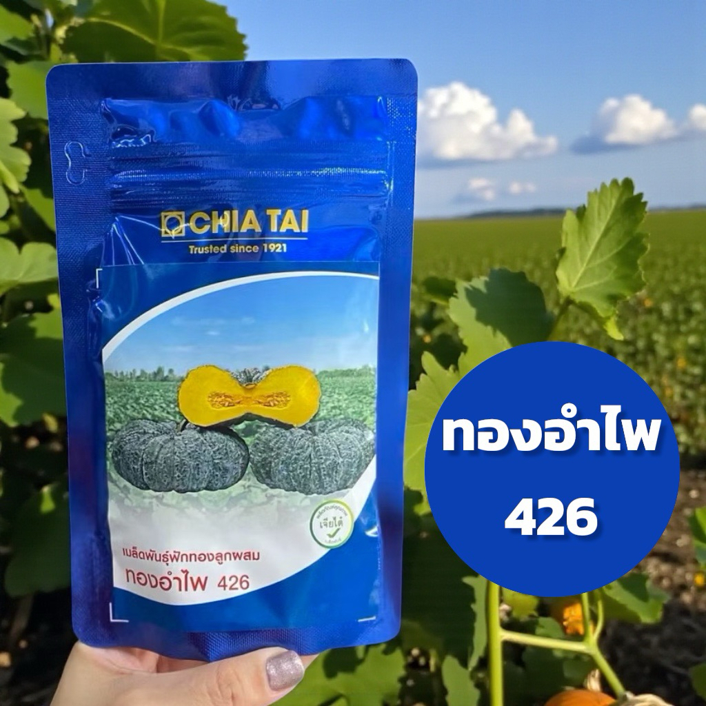 ฟักทอง ทองอำไพ 426 1,000 เมล็ด เจียไต๋