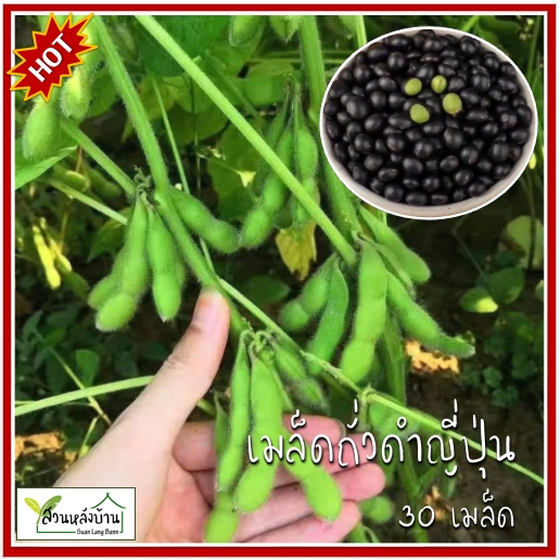 30 เมล็ด ถั่วดำญี่ปุ่น เมล็ดถั่วดำญี่ปุ่น (Kuromame / 黒豆) ถั่วดำ เมล็ดถั่วดำ