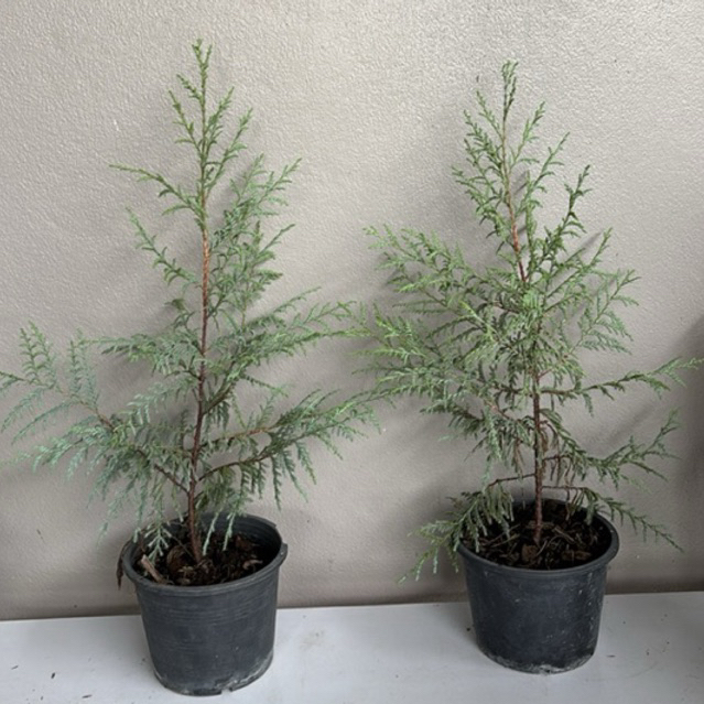 สนเเคชเมียร์ Cupressus cashmeriana กระถาง 5.5 นิ้ว