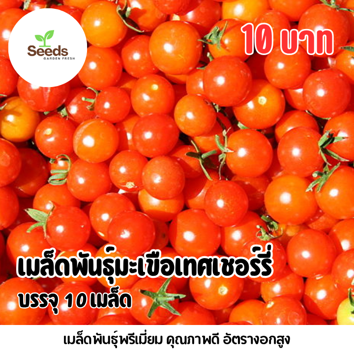 เมล็ดมะเขือเทศเชอร์รี่ บรรจุ 10 เมล็ด
