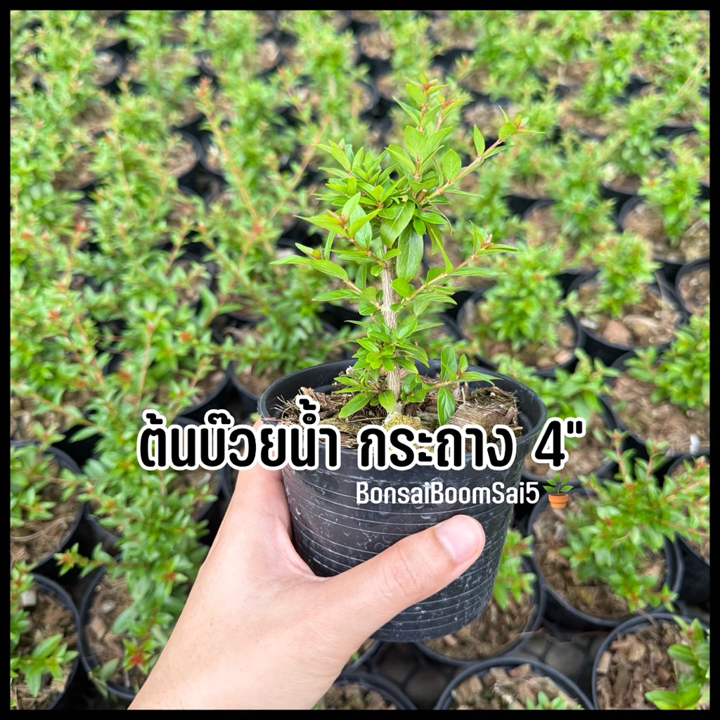 ต้นบ๊วยน้ำ กิ่งตอน ขนาดกระถาง4นิ้ว ชอบน้ำ ชอบแดด เลี้ยงง่าย