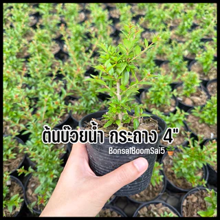 ต้นบ๊วยน้ำ กิ่งตอน ขนาดกระถาง4นิ้ว ชอบน้ำ ชอบแดด เลี้ยงง่าย