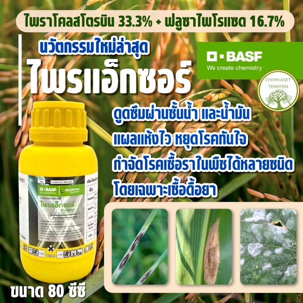 สินค้าใหม่👍ไพรแอ็กซอร์80cc BASF(ไพราโคลสโตรบิน+ฟลูซาไพโรแซด)รักษาโรค แอนแทรคโนส ใบไหม้แผลใหญ่ ราแป้ง