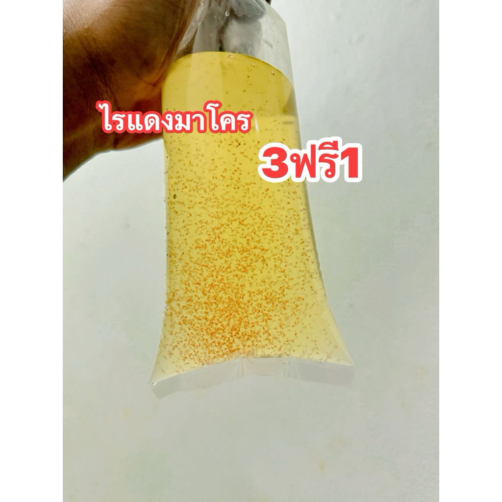 ไรแดงมาโคร Macrocopa สำหรับน้ำเขียว ร้านเก่าโดนปิด เปิดใหม่ดูรีวิวก่อนได้ครับ