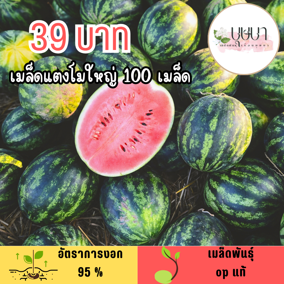เมล็ดแตงโมใหญ่ เนื้อแดง 100เมล็ด