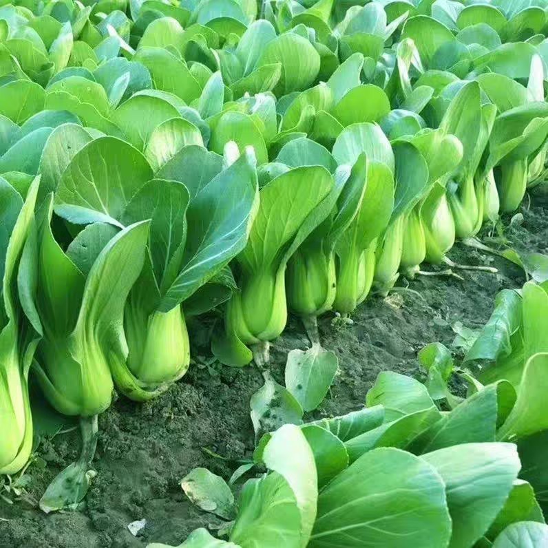 300เมล็ด พืชผัก pak choi seeds ผักกวางตุ้งฮ่องเต้ การงอกอย่างรวดเร็ว เมล็ดพันธุ์คุณภาพดี