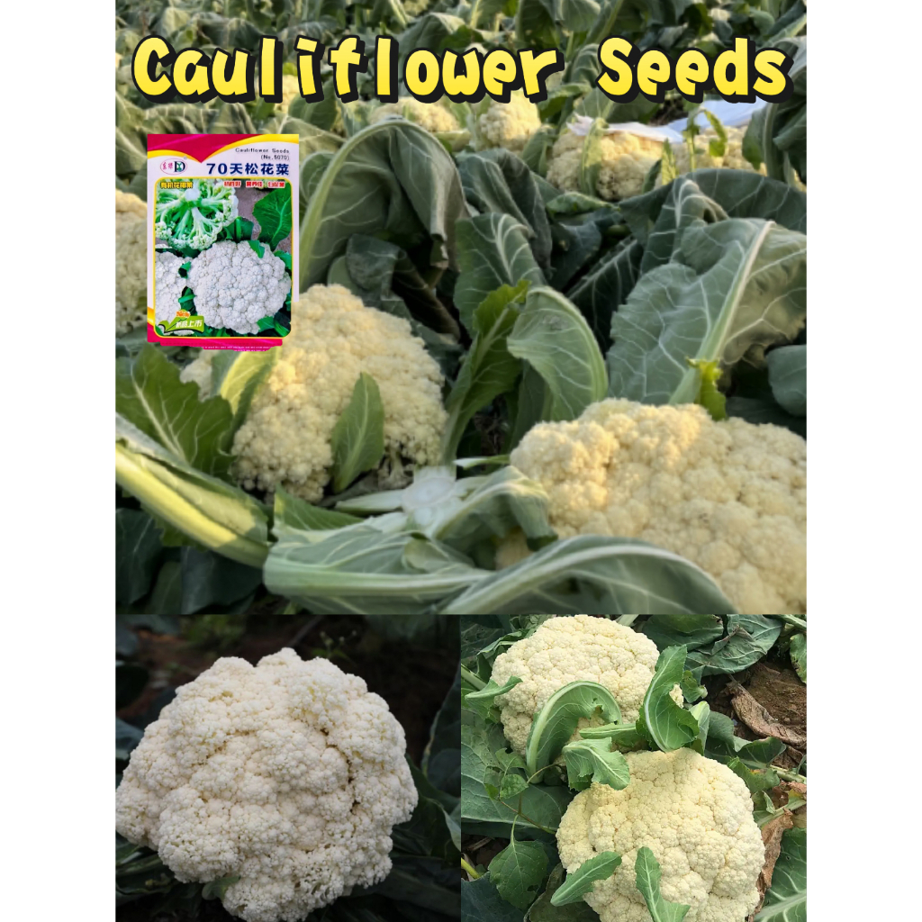 200 เมล็ด กะหล่ำดอก cauliflower seeds for planting พืชผัก รูปที่ 6