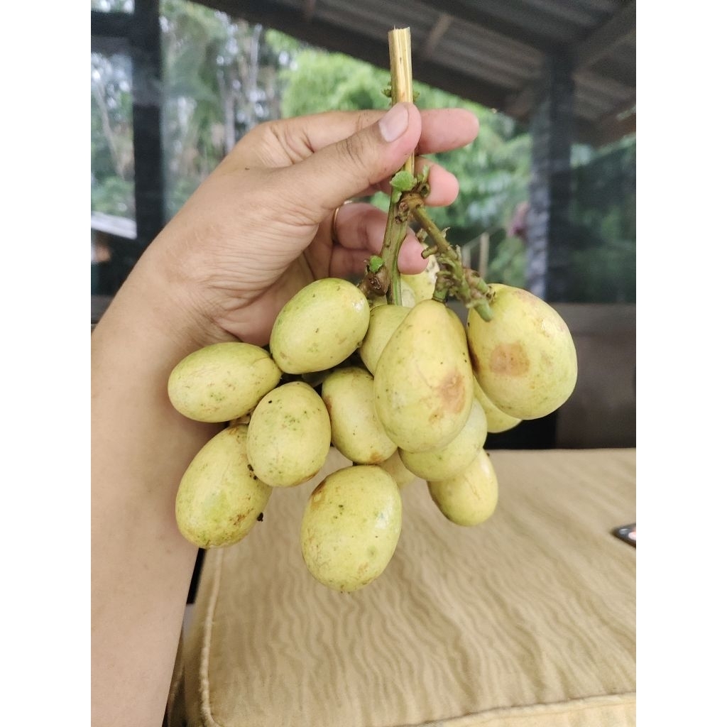 1กิโลกรัม 300 บาท ลำไยคริสตัลเขียวเหลือง
