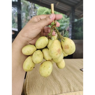 1กิโลกรัม 300 บาท ลำไยคริสตัลเขียวเหลือง