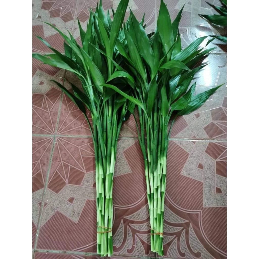 ไผ่กวนอิม ไม้ตรง 50 cm ชุดละ 10 ต้น
