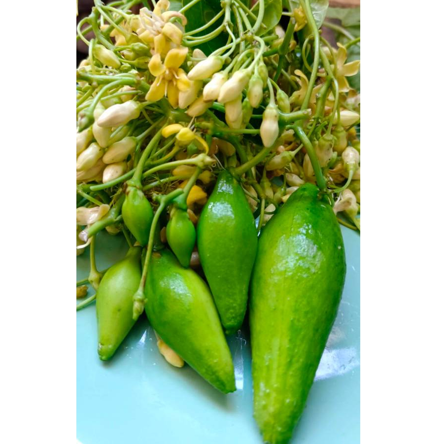 เมล็ดพันธุ์ข้าวสาร ชุดละ 35 เมล็ด 100.-  ทานดอก ยอดและฝัก ลำต้น ราก ต้มนึ่ง จิ้มน้ำพริก หรือ แกงส้ม อร่อยมาก