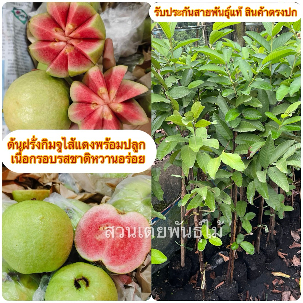 ต้นฝรั่งกิมจูไส้แดงพร้อมปลูก✅ชุด5ต้นเเถม1ต้น✅(เป็นแบบกิ่งตอนชำลงถุงเรียบร้อยขนาด40-80cm)  เนื้อกรอบรสชาติหวานอร่อย