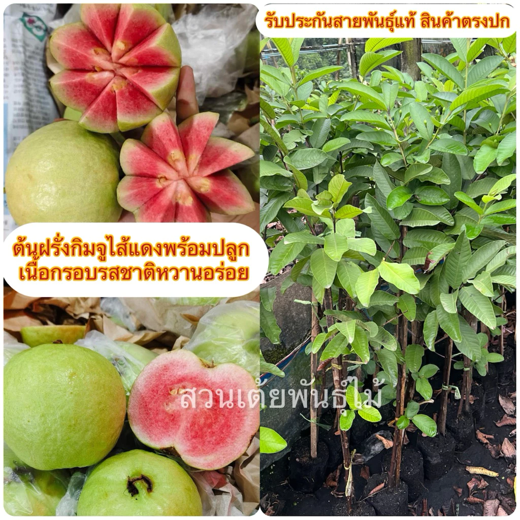 ต้นฝรั่งกิมจูไส้แดงพร้อมปลูก✅ชุด5ต้นเเถม1ต้น✅(เป็นแบบกิ่งตอนชำลงถุงเรียบร้อยขนาด40-80cm) เนื้อกรอบรสชาติหวานอร่อย