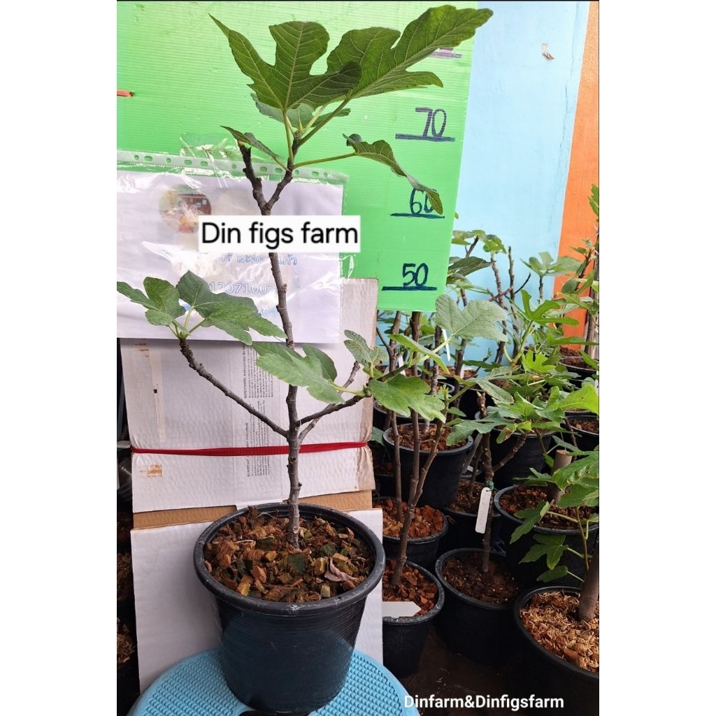 มะเดื่อฝรั่ง พอนเทเรซ่า/PonteTresa/Tree figs