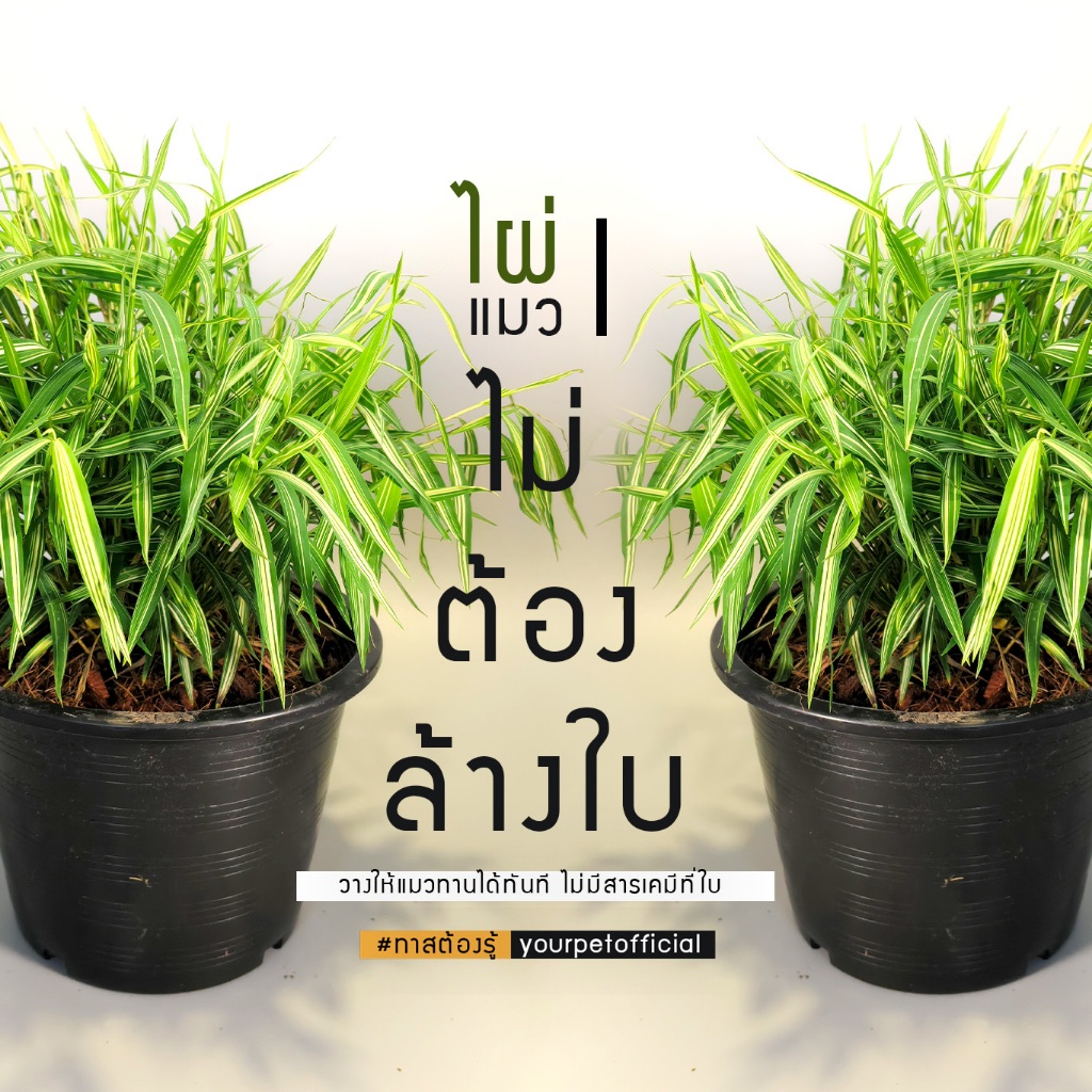 ไผ่แมว ( คัดสวย ต้นแข็งแรง )  6 นิ้ว 8 นิ้ว 11 นิ้ว แบบพร้อมทาน นำไปวางให้สัตว์เลี้ยงได้ทันที