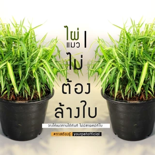 ไผ่แมว หญ้าแมว คัดสวย 8 นิ้ว แบบพร้อมทาน นำไปวางให้สัตว์เลี้ยงได้ทันที